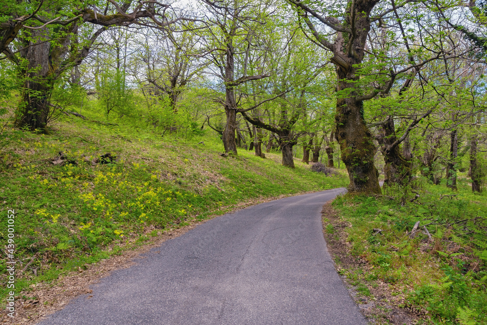 Grove of sweet chestnut trees ( Castanea sativa ) in spring. Country road. Montenegro, Bar Grove of sweet chestnut trees ( Castanea sativa ) in spring. Country road. Montenegro, Bar