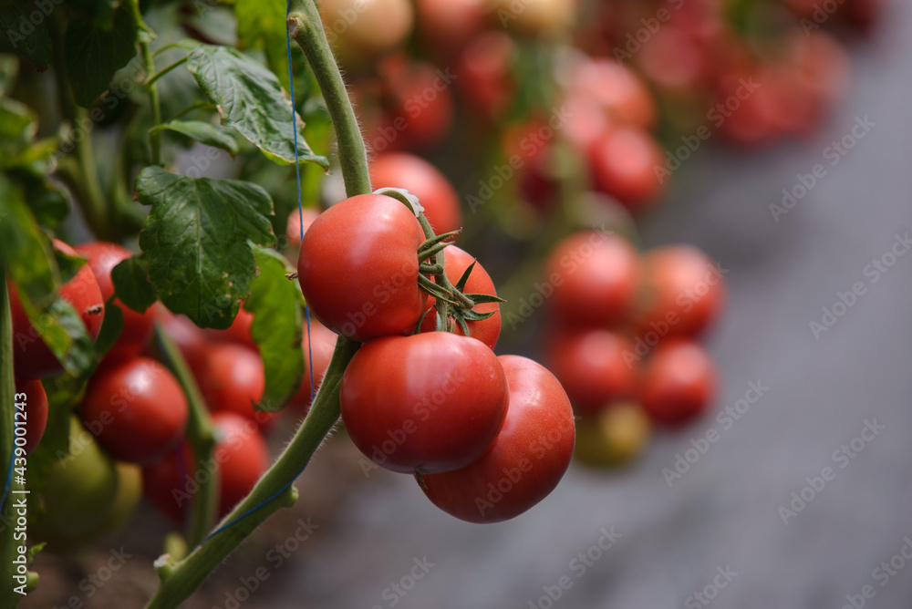 ripe tomatoes on a branch are grown in greenhouse ripe tomatoes on a branch are grown in greenhouse