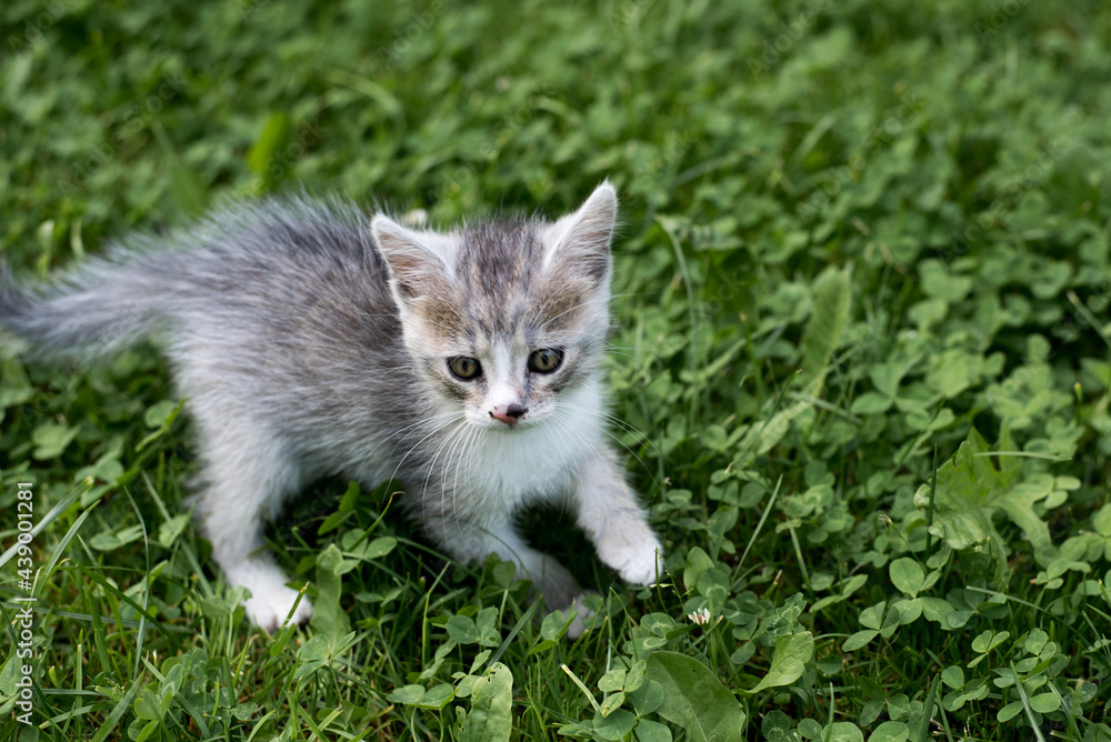 Kitten playing in the grass