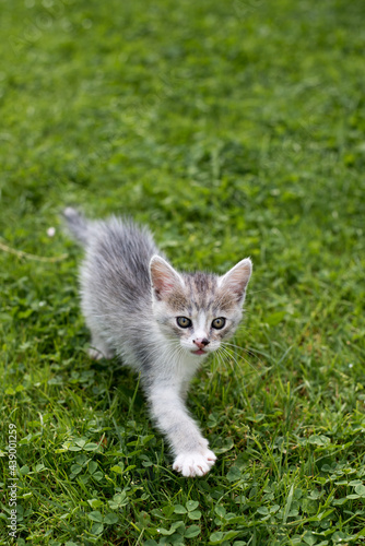 Kitten playing in the grass