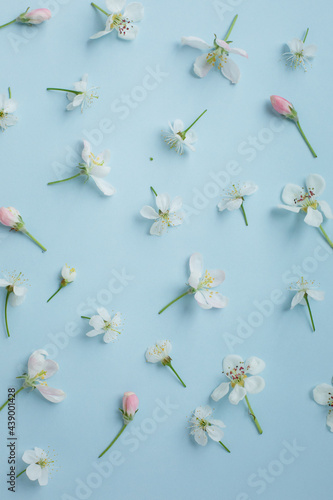
Blue background with apple-tree flowers laid out on it. Small white flowers on a holoboom background. beautiful beauty background for mockup