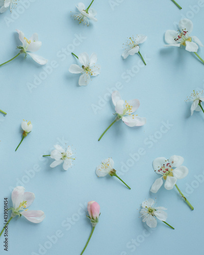
Blue background with apple-tree flowers laid out on it. Small white flowers on a holoboom background. beautiful beauty background for mockup