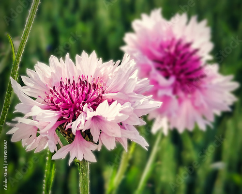 Kornblume
