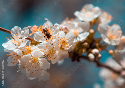 Honey Bee on cherry blossom tree collects nectar close up