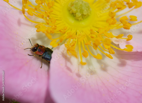  Insect on flower