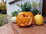 Halloween cat carved pumpkin cute autumn decoration