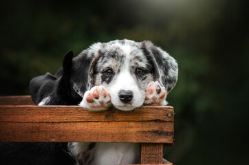 welsh corgi cardigan lovely portrait of cute puppies magical photos of pets
