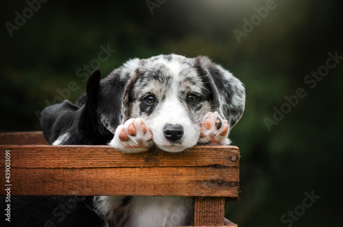 Fényképezés welsh corgi cardigan lovely portrait of cute puppies magical photos of pets