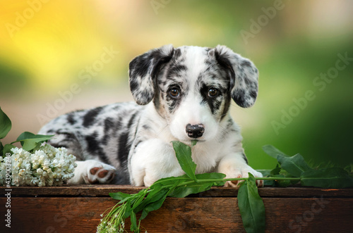 welsh corgi cardigan lovely portrait of cute puppies magical photos of pets 