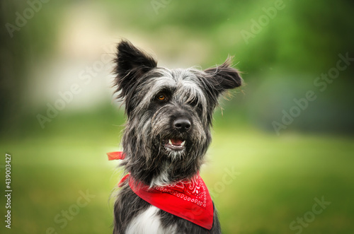 mix breeds dog funny appearance bearded dog lovely portrait on a green meadow 