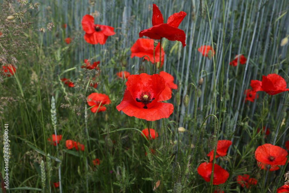 Fototapeta premium Red poppy in a field among wheat