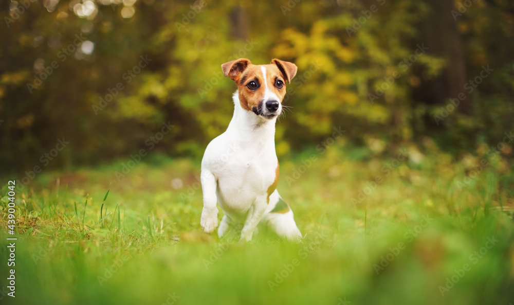 Small Jack Russell terrier sitting on meadow in autumn, yellow and orange blurred trees background