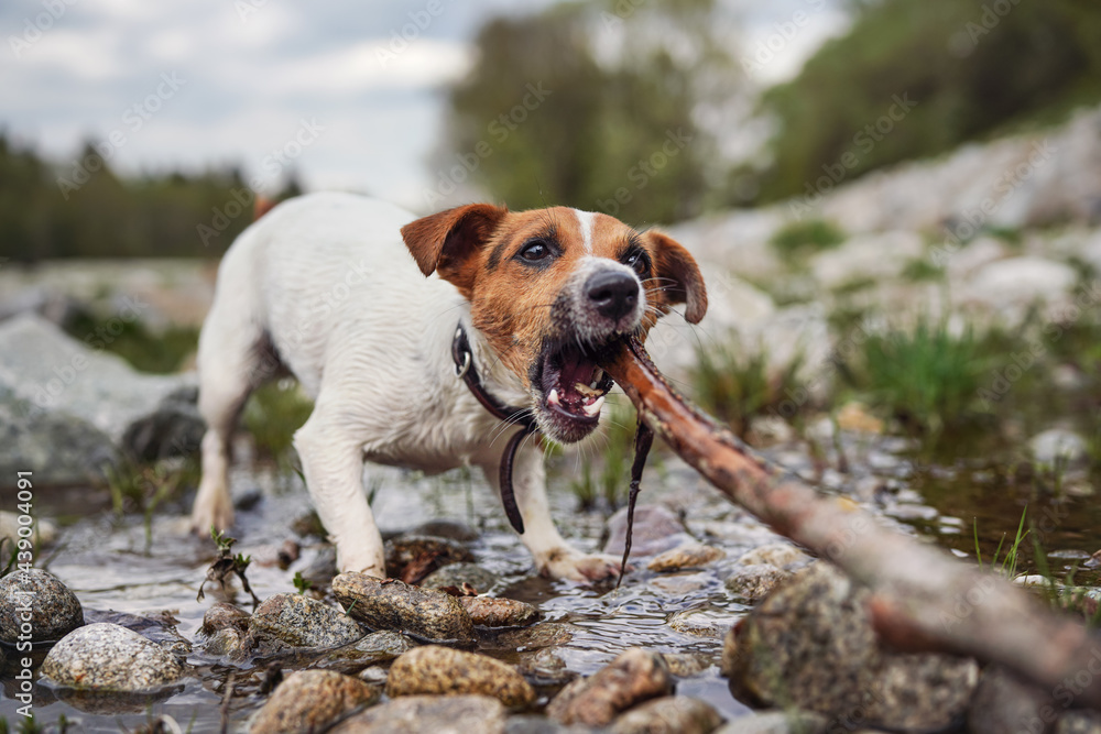 Small Jack Russell terrier playing by the river, walking on wet stones, chewing and pulling wooden stick Small Jack Russell terrier playing by the river, walking on wet stones, chewing and pulling wooden stick