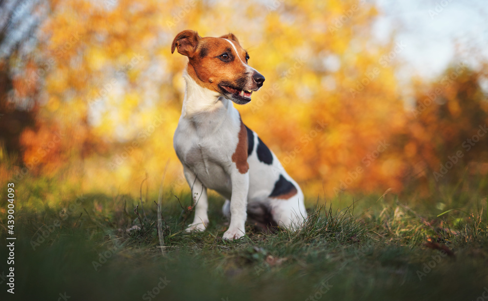 Small Jack Russell terrier sitting on meadow in autumn, yellow and orange blurred trees background Small Jack Russell terrier sitting on meadow in autumn, yellow and orange blurred trees background