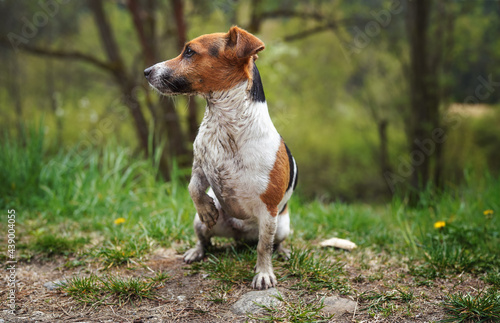 Small Jack Russell terrier sitting on ground, her fur very dirty, looking to side one paw up, grass and trees background