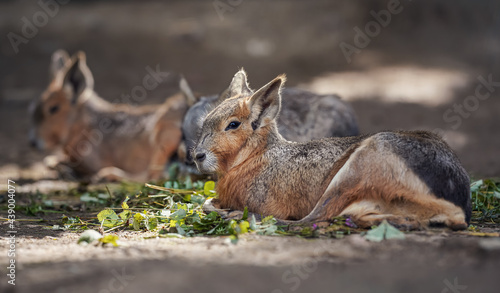 Patagonian Mara ( Dolichotis patagonum ) resting on ground in zoo, another animal blurred background, some green leaves food near