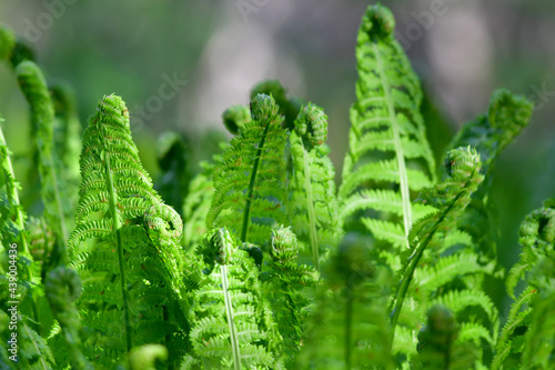 Frilly green fern leaves in the forest