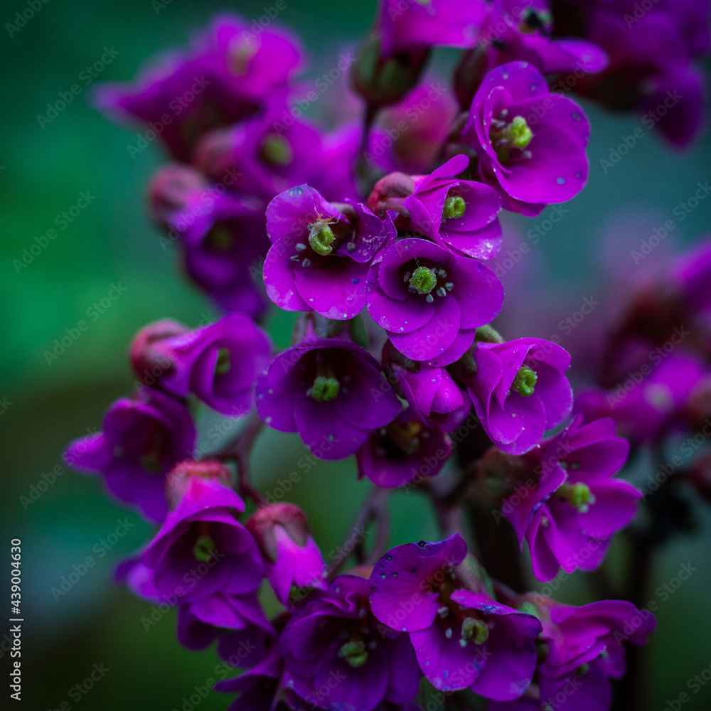 Die Farbe Lila Die Farbe Lila