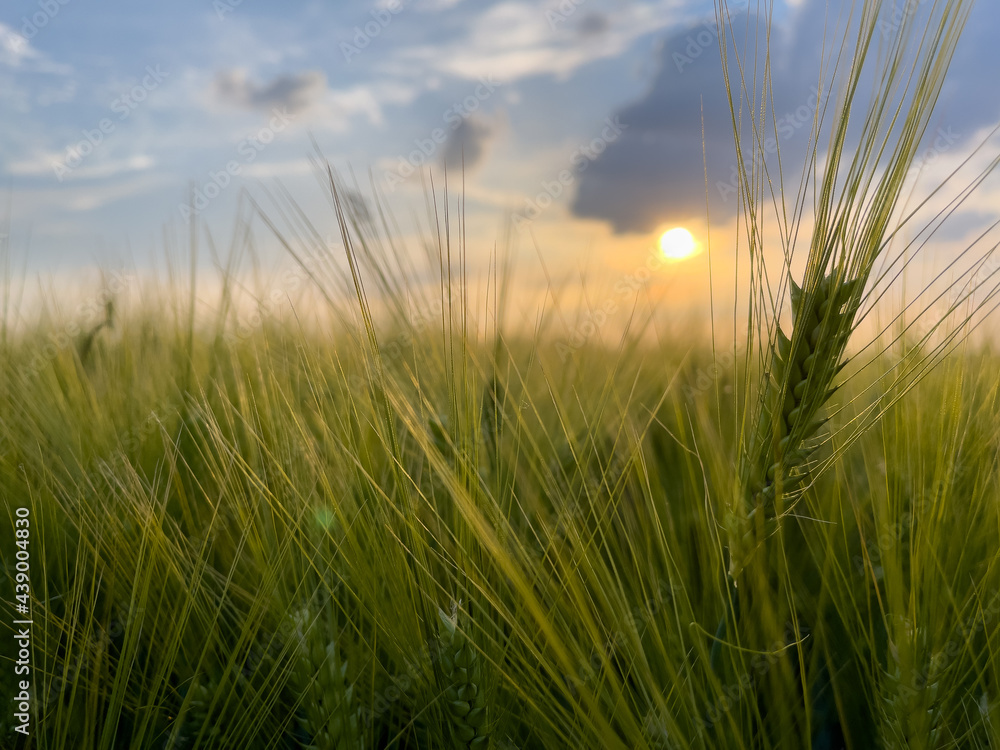 Obraz premium A close up of a plant. Green grain field in the summer sun rays in Germany.