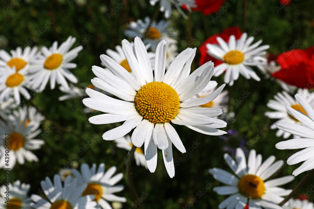 Fototapeta premium A group of white daisies in the meadow