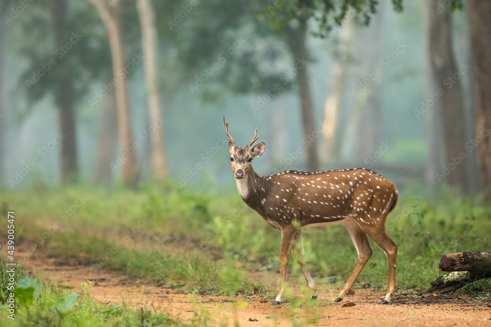 Spotted Deer on a foggy morning from nagarhole national park from Karnataka India Spotted Deer on a foggy morning from nagarhole national park from Karnataka India