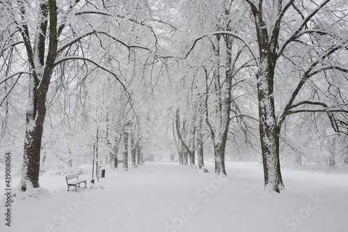 Snow-covered park bench near a tree, winter landscape. Snowfall. © Oleksii