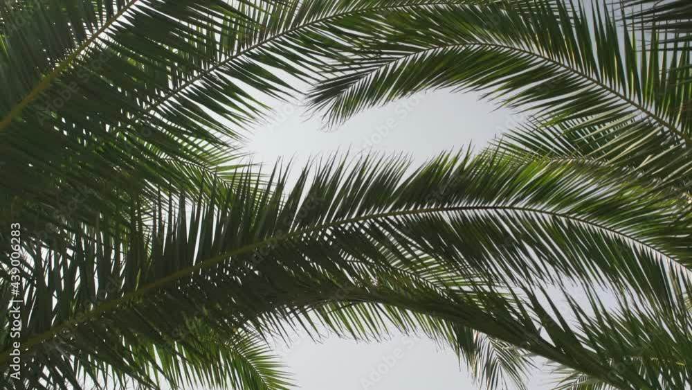 Looking up palm tree leaves moving in slow wind with clear blue sky background Looking up palm tree leaves moving in slow wind with clear blue sky background