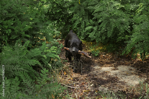 Big Black dog carries a stick. Playing in the forest