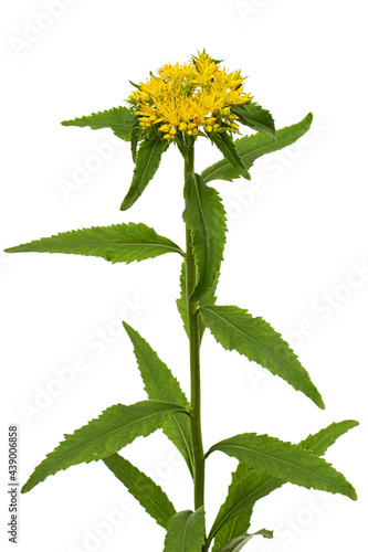 Inflorescence of yellow rhodiola rosea flowers, isolated on white background photo