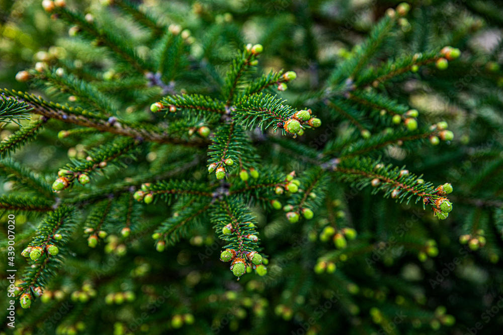 Finnish spruce, or European spruce.