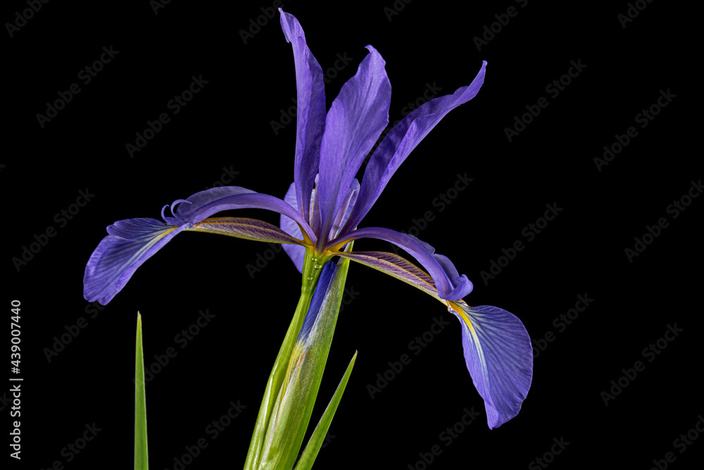 Violet flower of marsh iris, lat. Iris pseudacorus, isolated on black background