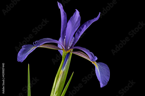 Fototapeta Naklejka Na Ścianę i Meble -  Violet flower of marsh iris, lat. Iris pseudacorus, isolated on black background