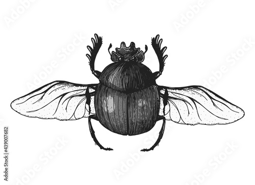 Scarab beetle sketch illustration. Hand drawn. Vintage illustration.