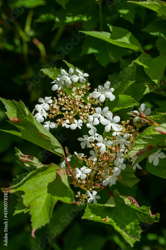 Full frame abstract texture background of flower blossoms and buds on a compact cranberry (viburnum trilobum) bush with defocused background