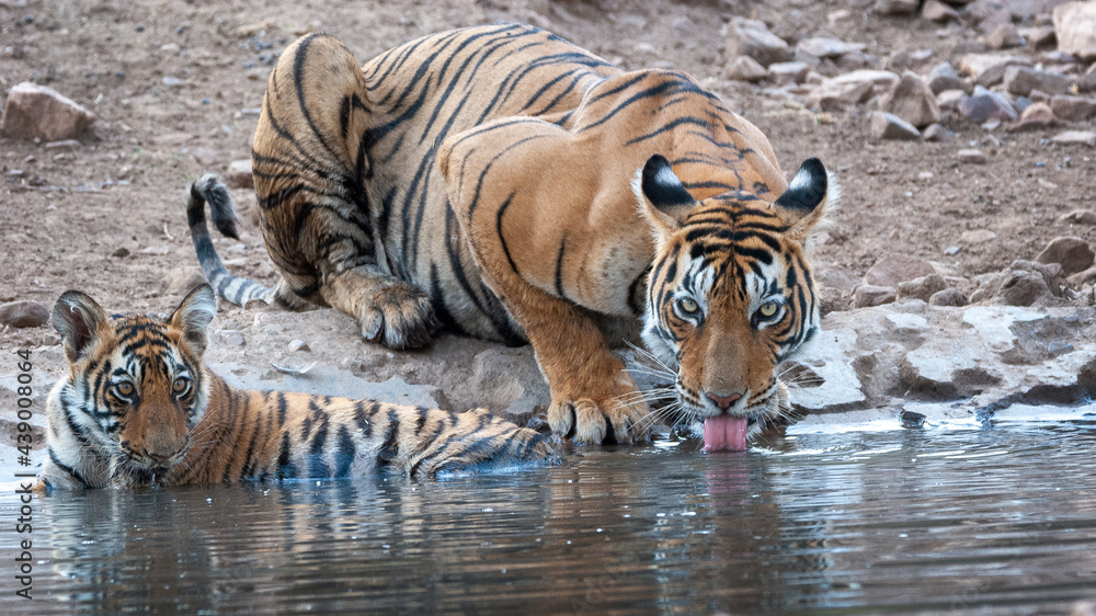 Obraz premium A tigress drinking water in the jungle along with her cub