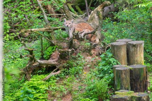 Lynx in green forest with tree trunk. Wildlife scene from nature. Playing Eurasian lynx, animal behaviour in habitat. Wild Bobcat between the trees.
