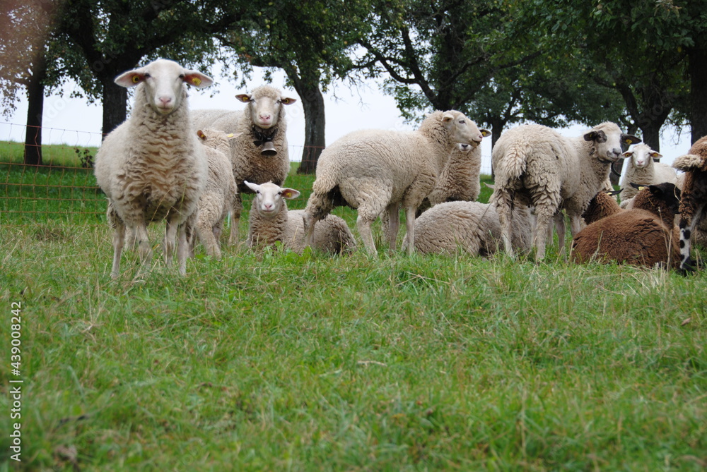 weisse schaf auf dem wiese weisse schaf auf dem wiese