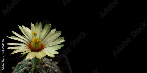 Pollination and cactus flower with isolated background.