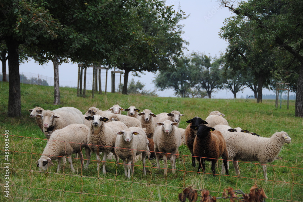 Fototapeta premium schaf auf dem wiese