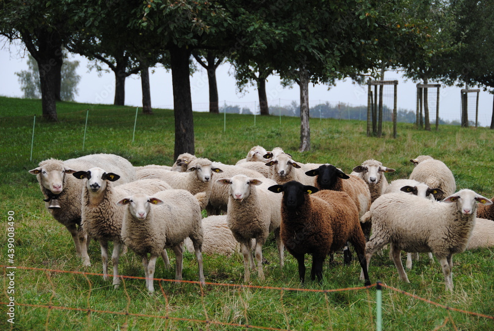 Fototapeta premium neuegerige schaf auf den feld 