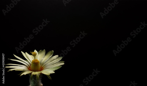 Pollination plant of cactus plant with copy space.