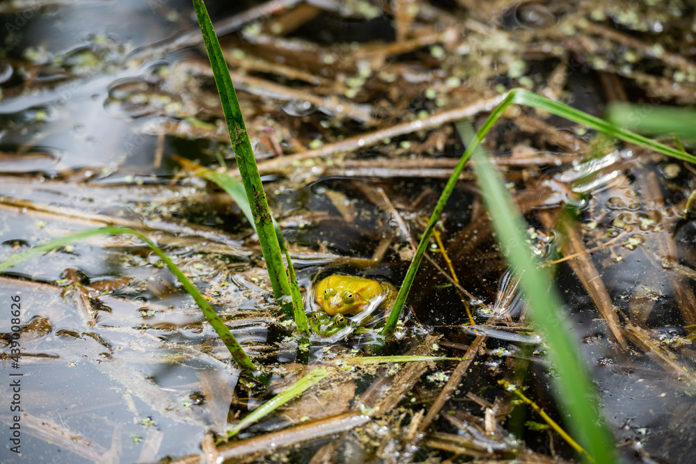 Closeup of two mating green frogs Closeup of two mating green frogs