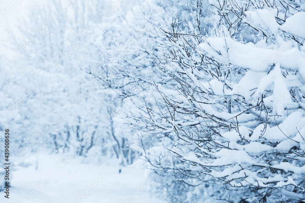 branches of trees covered with snow after a snowfall branches of trees covered with snow after a snowfall
