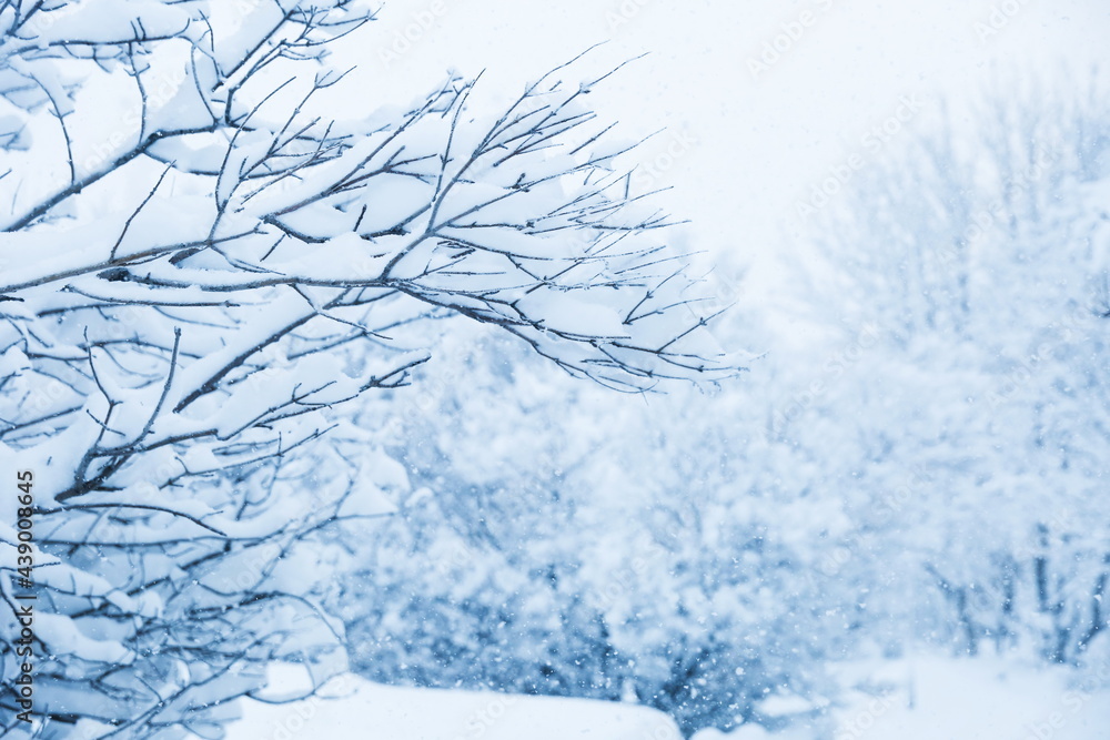 branches of trees covered with snow after a snowfall branches of trees covered with snow after a snowfall