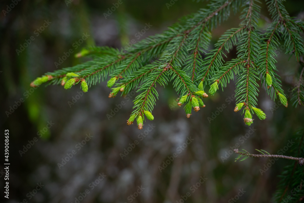 natural background with bright fir branches natural background with bright fir branches