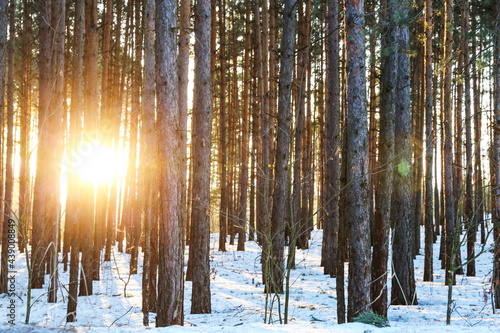 the sun in the winter pine forest