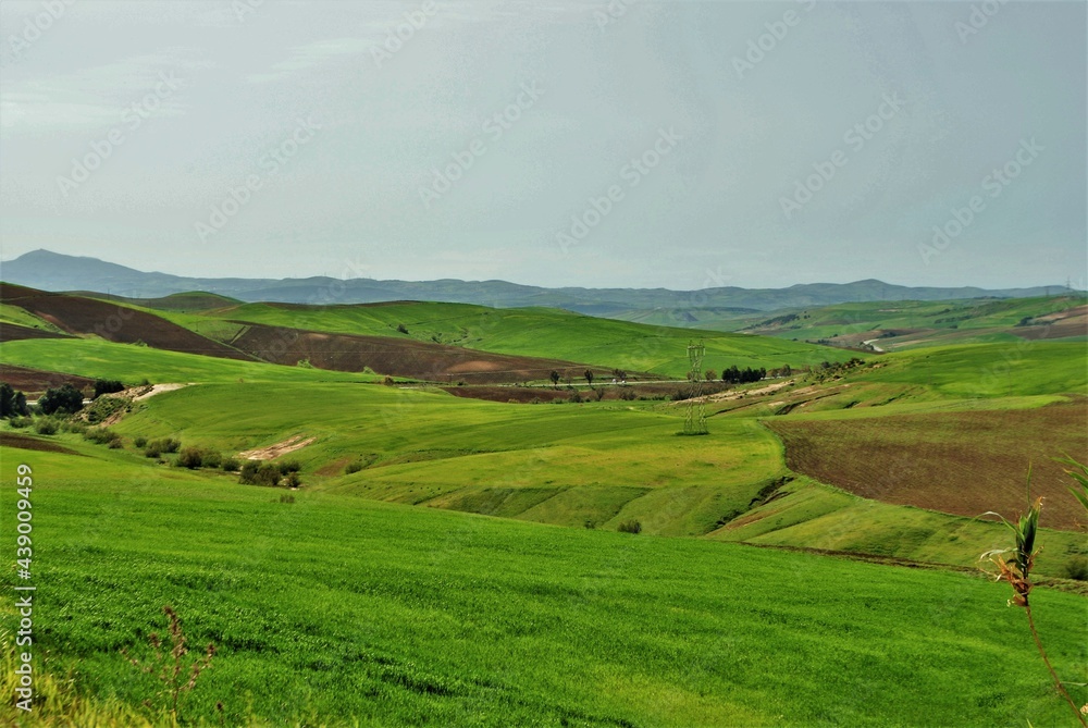 paysage printanier, campagne algérienne
