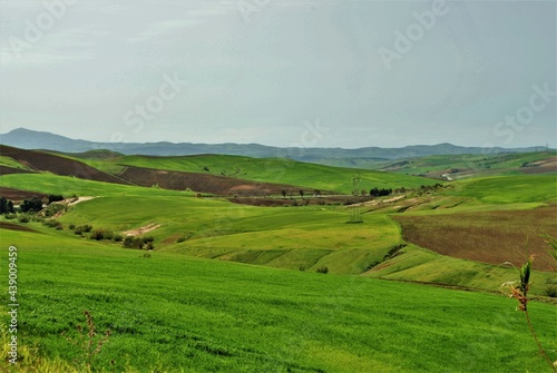paysage printanier, campagne algérienne