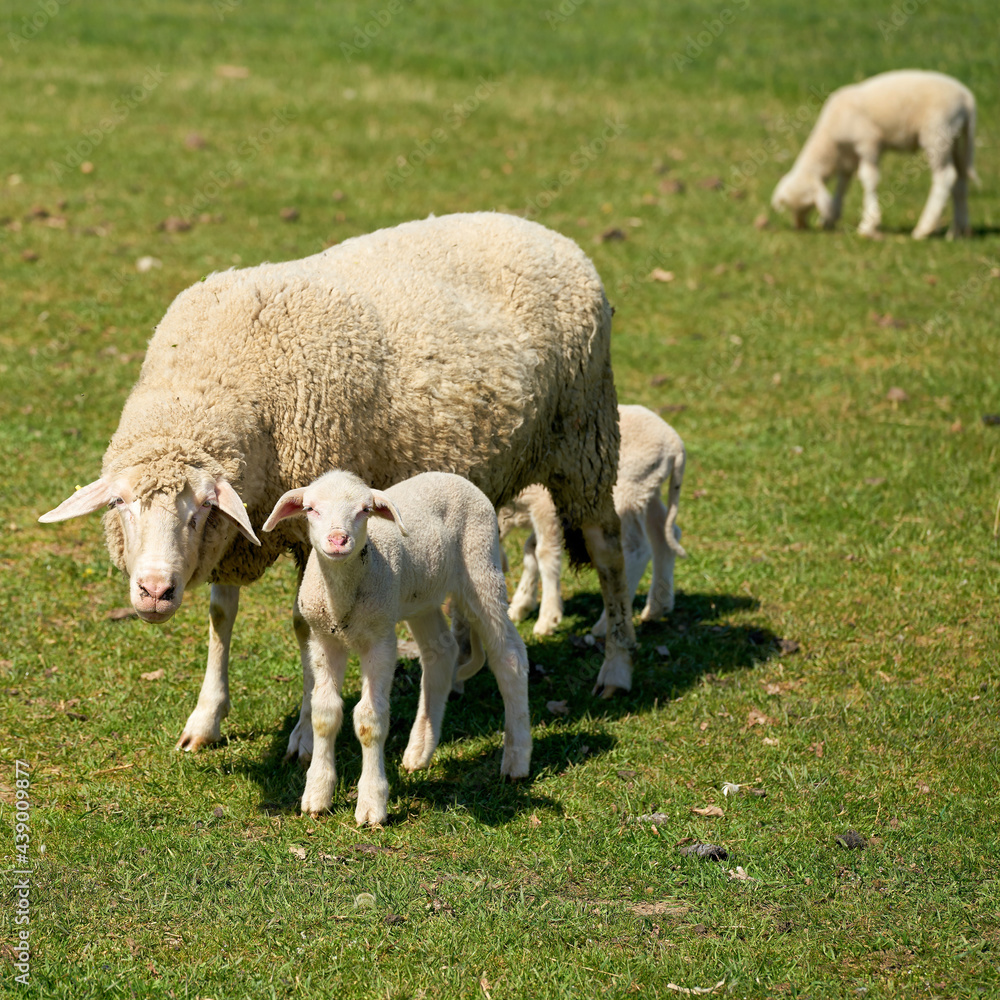 Flock of sheep for landscape maintenance on a meadow in Herrenkrugpark near Magdeburg in Germany Flock of sheep for landscape maintenance on a meadow in Herrenkrugpark near Magdeburg in Germany