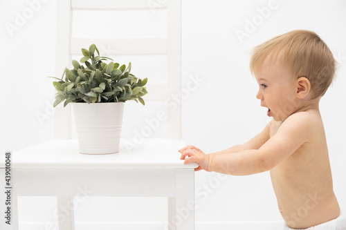 Cute caucasian amazed baby girl with diaper looking at green plant at home on white background, light modern interior. Infant, learning world around. Early kid development or idea of moving home